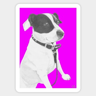 Jack Russell Crossbreed in Pink Sticker